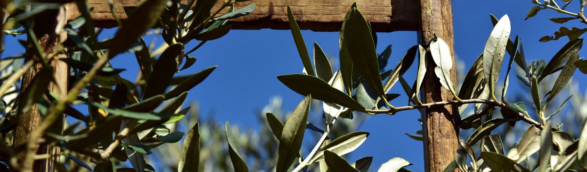 Olive You – EU Projekt – feinste Tafel-Oliven aus Europa