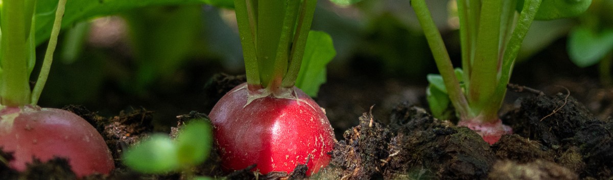 Slowgarden – Dein Gemüsegarten unweit von Berlin